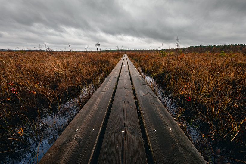 Wooden planks in Swedish swamp landscape by Martijn Smeets