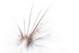 Verteilung von Detty Verbon