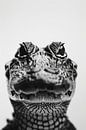 Krokodil van Poster Art Shop thumbnail