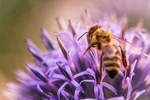 Fleißige Honigbiene auf Kugeldistel