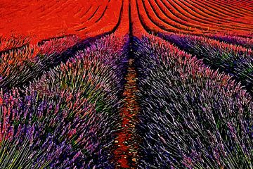 Provençaalse Lavendel van Peter Roder