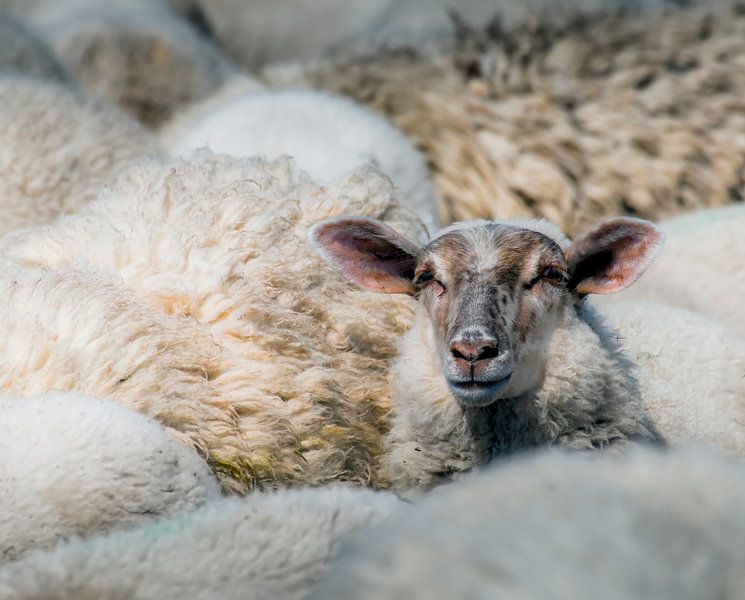 Wool 1 van Marc Lourens