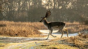 Herten van de AWD von Dirk van Egmond