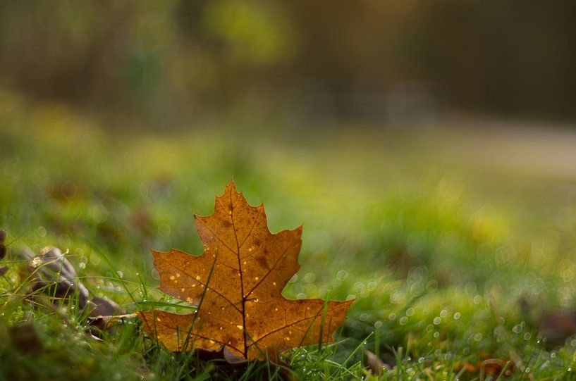 Autumn by Margriet Louwen