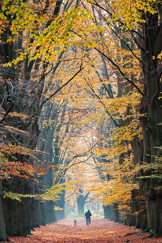 Op de fiets de hond uitlaten in het Amerongse bos