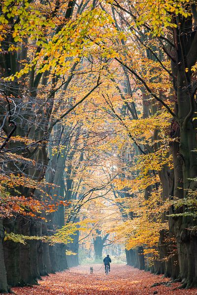Walking the dog on a bike in the Amerong forest by Peter Haastrecht, van