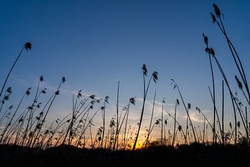 Zonsondergang in Brabant van Judith Adriaansen