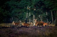 Red deer with its pack in the rut by Evert Jan Kip thumbnail
