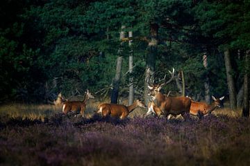 Red deer with its pack in the rut by Evert Jan Kip