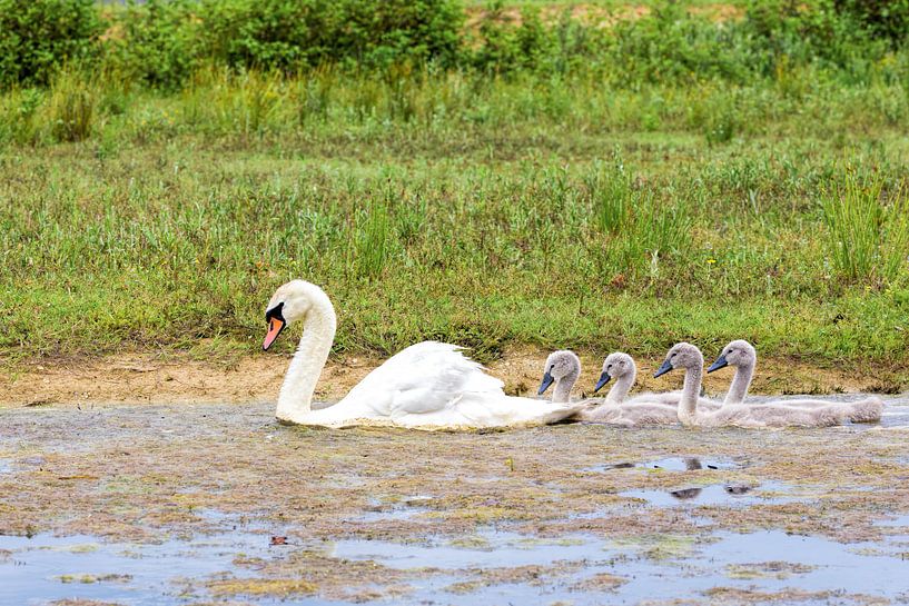 White mother swan swimming in line with youngs by Ben Schonewille