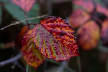 Autumn headdress