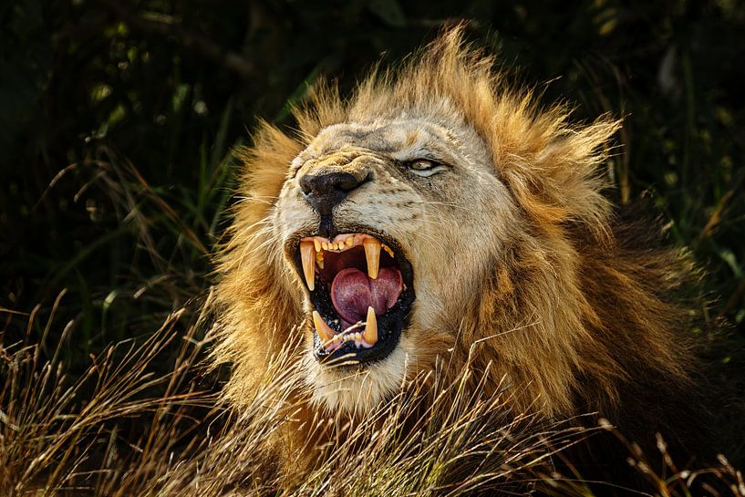 yawning lion by Meleah Fotografie