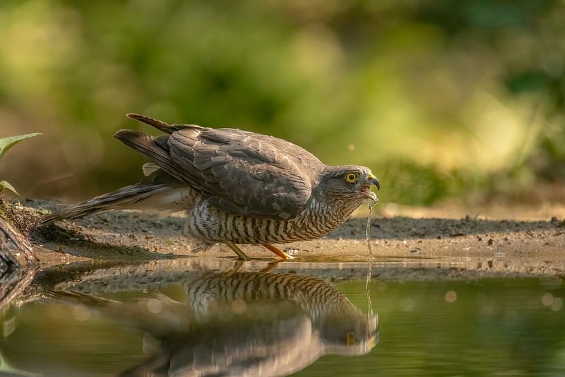 L'épervier buveur. par Tanja van Beuningen