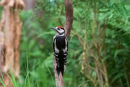 Grote bonte specht van Merijn Loch