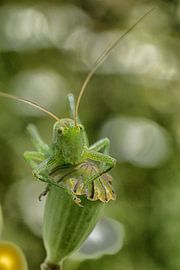 Sauterelle sur coquelicot