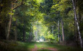 Let's Go Green by Kees van Dongen