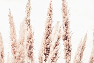Wild Pampas Riet Wit van Monika Strigel