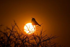 Blaukehlchen singt bei Sonnenaufgang aus voller Kehle