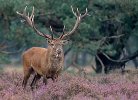 Edelhert Nieuwschierig von Fotografie Verbeek Barneveld