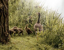 Volg de leider – De ganzenfamilie