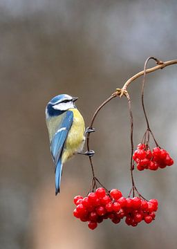 Blue Tit (Cyanistes caeruleus) hanging at branch with red berries by AGAMI Photo Agency