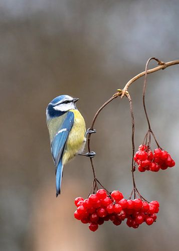 Blue Tit (Cyanistes caeruleus) hanging at branch with red berries