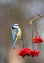 Blue Tit (Cyanistes caeruleus) hanging at branch with red berries by AGAMI Photo Agency thumbnail