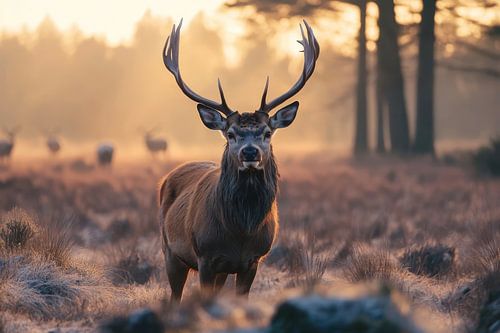 Deer on the Hoge Veluwe in the Netherlands by Digitale Schilderijen