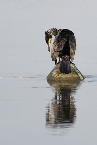 Aalscholver verzorgt zichzelf