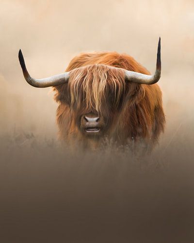 Schottischer Highlander