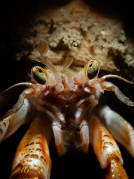 Hermit crab portrait by René Weterings