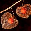 Physalis (zwarte achtergrond) van Orangefield-images