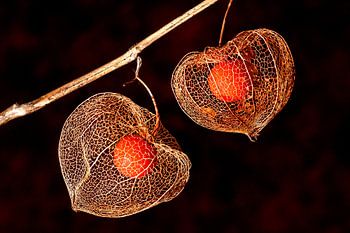 Physalis (black background)