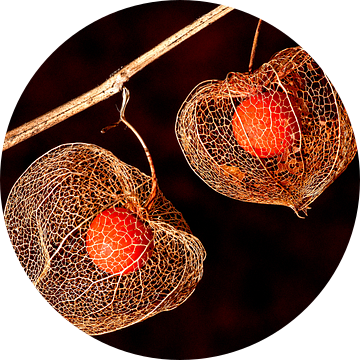 Physalis (zwarte achtergrond) van Orangefield-images