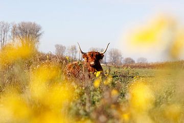 Schotse hooglander in lente van De_Taal_Fotograaf