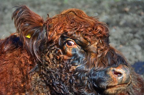 Galloway eyes