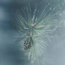 Pine cone in the winter by Anouschka Hendriks
