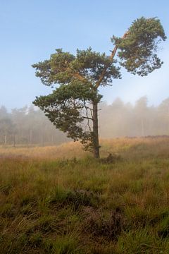 Arbre caractéristique sur Jacco van Son