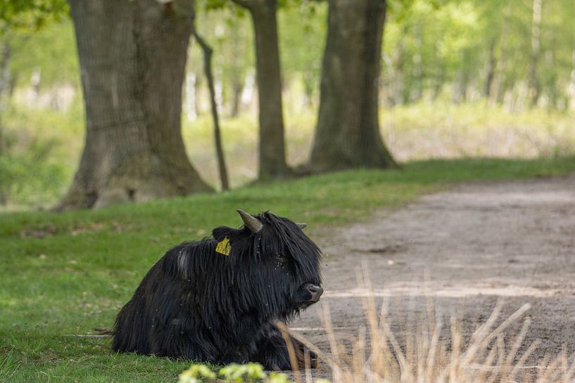 Schotse Hooglander in het bos van Bianca Ansems