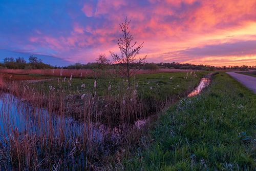 Sunset Reestdal Drenthe with Bald Tree