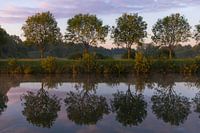 Arbres