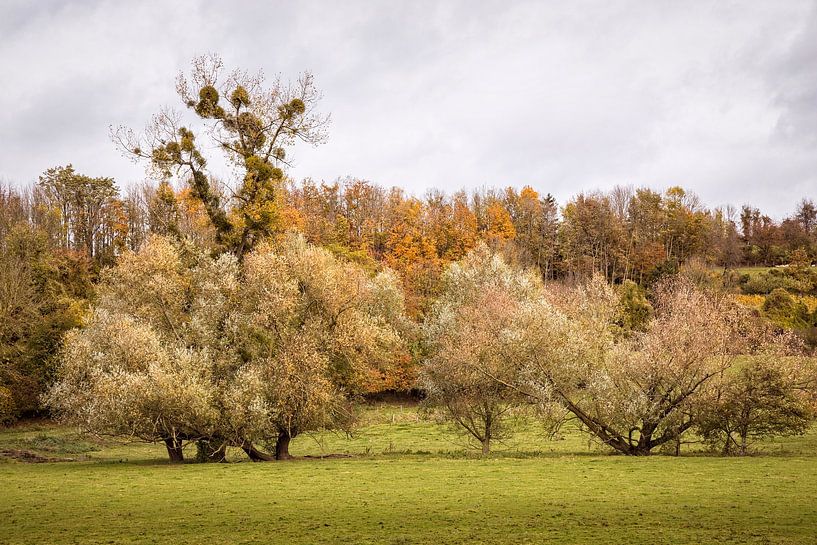 Herfst rond Selzerbeek in Wahlwiller van Rob Boon