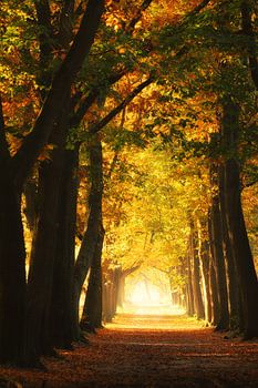 Licht aan het einde van de tunnel in dit mooie herfstbos