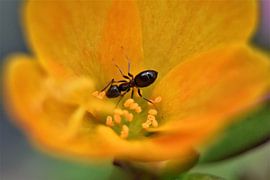 Ameise in gelber Blume von Bert Kottier
