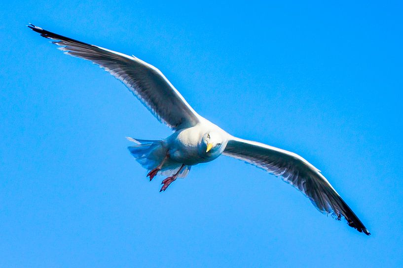 Möwen auf Texel von Liberty Biesma