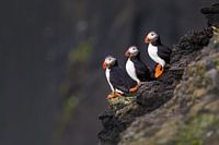 Puffins