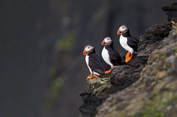 Puffins