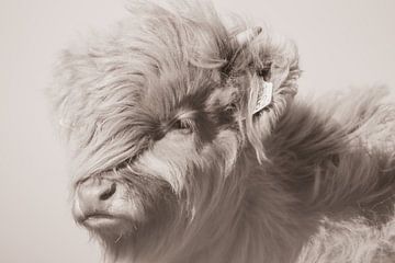 Veau écossais Highlander | Sépia | Dunes néerlandaises