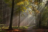 Zonnestralen in het sprookjesachtige bos
