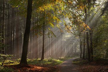 Zonnestralen in het sprookjesachtige bos van Jan van der Wolf